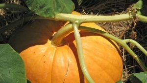  How to grow a big, fragrant and tasty pumpkin?