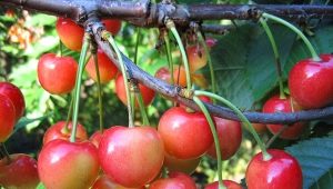  How to grow a cherry from the bone?