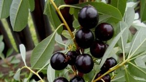  How to grow cherry varieties Bessey?