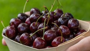  How to protect the sweet cherry from the birds?