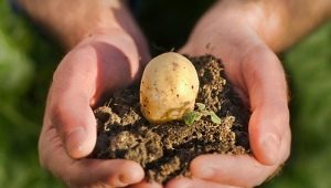  What fertilizers need to be made when planting potatoes?