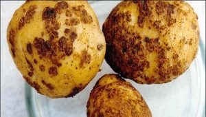  Potato nematode: pest description and control methods