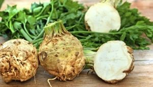  Celery root: the benefits and harm, recipes for delicious dishes