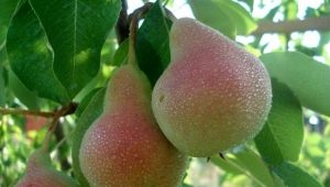  The best varieties of pear