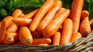  Carrots: properties and characteristics of use