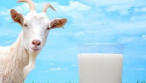  How rich is goat milk?