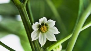  Pepper flowers fall: causes and treatment