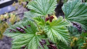  Major currant pests and control