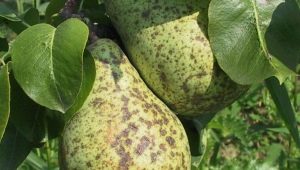  Scab on a pear: why it appears and how to get rid of?