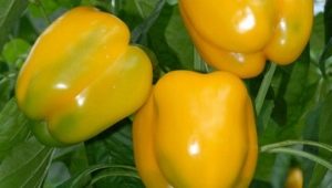  Pepper Miracle of Gold: species characteristics and agricultural technology