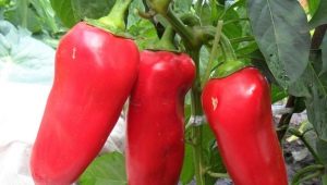  Pepper's ox ear: features of the variety and agricultural technology