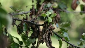  Why do the leaves on the pear turn black?