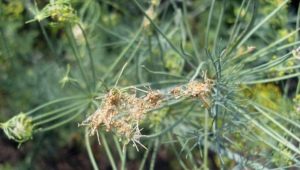  Why is dill twisted and how can it be processed?