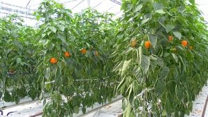  Why does the pepper turn yellow in the greenhouse and what to do?