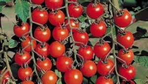  Popular Tomato Varieties