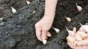  A fokhagyma ültetése az ősszel és gondozása