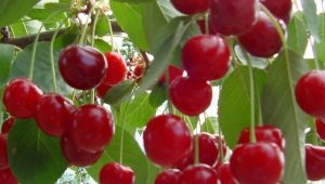  Grafting a cherry: why, when and how to do it?