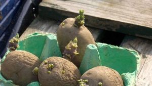  Potato sprouting before planting: effective methods and recommendations