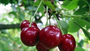  Secrets of growing cherries Vladimirskaya