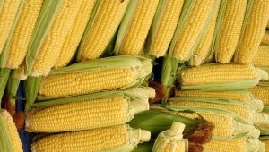  How much time to cook young corn?