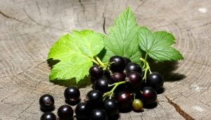  Currant Treasure: characteristic and cultivation of a variety