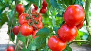  Tomato Sanka: fajta leírása és termesztési jellemzői