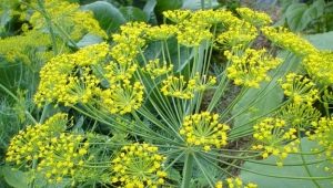  Dill: diseases and pests, how to deal with them