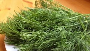  Dill for the winter: recipes blanks and cooking secrets without drying and freezing