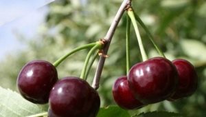  Youth Cherry: description and cultivation of the variety