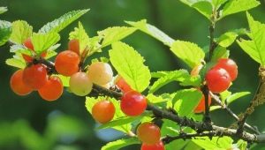  Cherry felt: description, varieties and secrets of cultivation