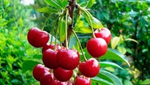  Pests and diseases of cherry: a description and ways to fight