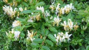  Japanese honeysuckle: a description of varieties and properties