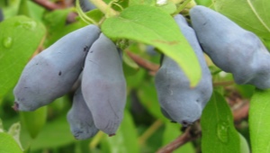  Honeysuckle Cinderella: Characteristics of a Variety and Cultivation