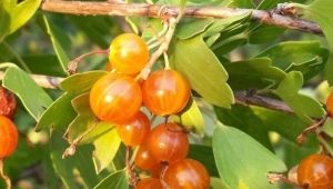  Golden currant: description, types and cultivation