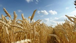  What is the difference between wheat and rye?