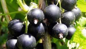  Black currant: planting, growing and care