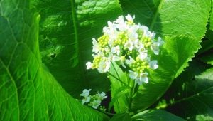  Horseradish flowers: growth, collection and application