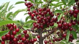  How to get rid of cherries in the area?