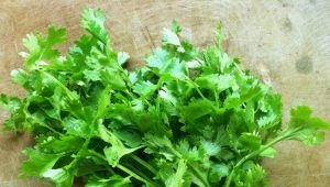  Cilantro a nők számára: tulajdonságok, előnyök és kár