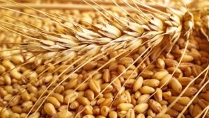  Wheat classification and parameters for determining grain quality