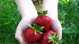  Clery's Strawberry: fajta leírása és termesztési agrotechnológiája