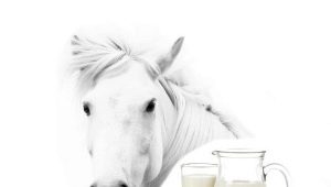  Mare's milk: the properties of the product, the content of useful substances and the rules of intake