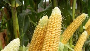  Corn: planting and care in the open field