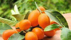  Kumquat: mi az és hogyan néz ki, kalóriái és tulajdonságai