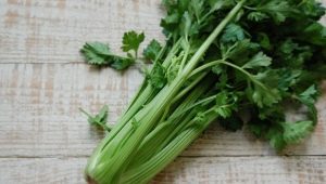  Leaf celery: the benefits and harm, tips on eating