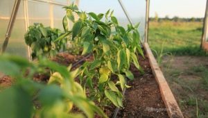  A paprika táplálása az üvegházban: mikor és milyen műtrágyák használhatók?