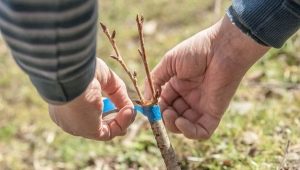  Sweet cherry inoculation: rules of conduct, timing and advice from gardeners