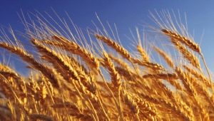  Wheat: calories and composition, benefits and harms