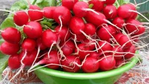  Radish for weight loss: benefits, harm and diet options