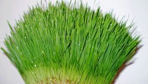  Wheat sprouts: the benefits and harm, tips on eating